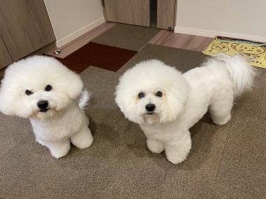 ビションフリーゼ　おもち  おもちふく 3月17日(火曜) IMG_2526-380x285