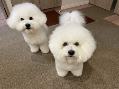 ビションフリーゼ　おもち  おもちふく 3月17日(火曜) IMG_2527-380x285