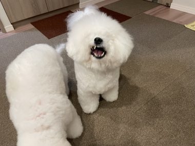 ビションフリーゼ　おもち  おもちふく 3月17日(火曜) IMG_2528-380x285