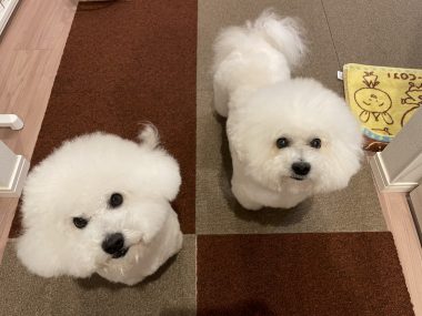 ビションフリーゼ　おもち  おもちふく 3月17日(火曜) IMG_2529-380x285