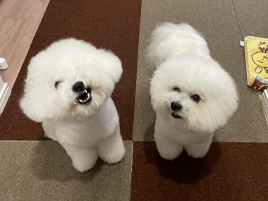 ビションフリーゼ　おもち  おもちふく 3月17日(火曜) IMG_2530-380x285