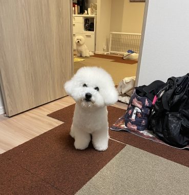 ビションフリーゼ　おもち  おもちふく 3月17日(火曜) IMG_2532-369x380