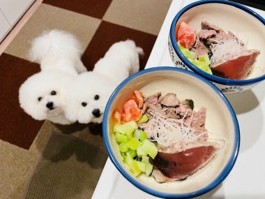 ビションフリーゼ　おもち  おもふく飯色々 IMG_2533-380x285