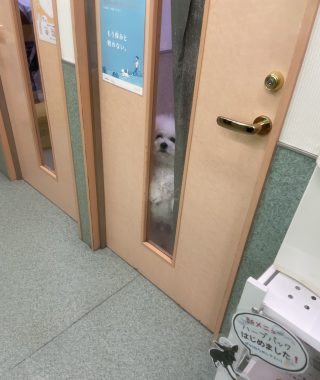 ビションフリーゼ　おもち  おもちマッサージの日 IMG_2535-320x380