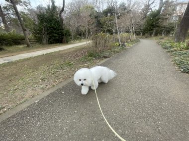 ビションフリーゼ　おもち  おもちマッサージの日 IMG_2536-380x285