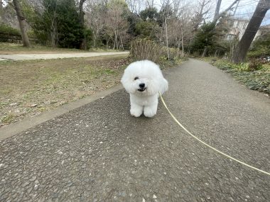 ビションフリーゼ　おもち  おもちマッサージの日 IMG_2537-380x285