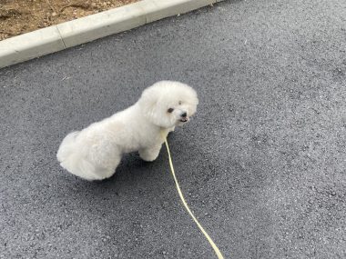 ビションフリーゼ　おもち  おもちマッサージの日 IMG_2539-380x285