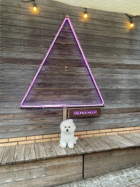 ビションフリーゼ　おもち  おもちマッサージの日 IMG_2544-scaled-e1773844444382-285x380