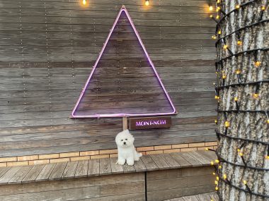 ビションフリーゼ　おもち  おもちマッサージの日 IMG_2545-380x285