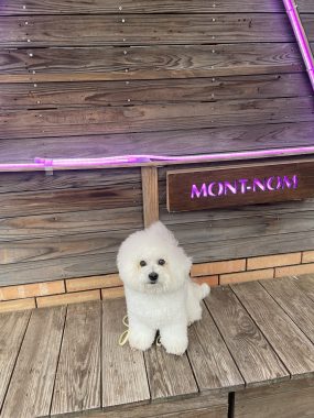 ビションフリーゼ　おもち  おもちマッサージの日 IMG_2547-scaled-e1773844487107-285x380