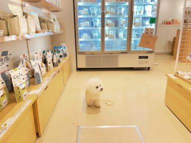 ビションフリーゼ　おもち  おもちマッサージの日 IMG_2548-380x285