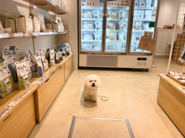 ビションフリーゼ　おもち  おもちマッサージの日 IMG_2549-380x285