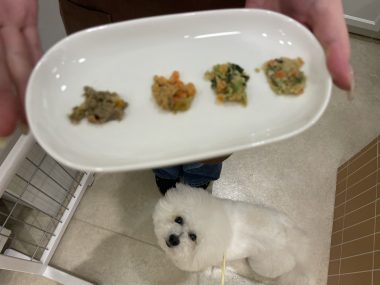 ビションフリーゼ　おもち  おもちマッサージの日 IMG_2550-380x285