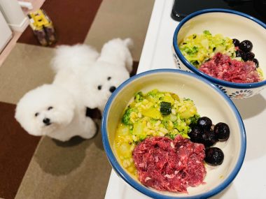 ビションフリーゼ　おもち  おもふく飯色々 IMG_2553-380x285