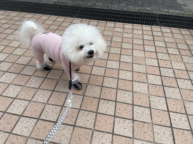 ビションフリーゼ　おもち  おもちふく 3月19日(木曜) IMG_2556-380x285