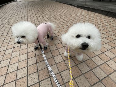 ビションフリーゼ　おもち  おもちふく 3月19日(木曜) IMG_2558-380x285
