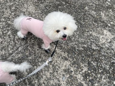 ビションフリーゼ　おもち  おもちふく 3月19日(木曜) IMG_2559-380x285