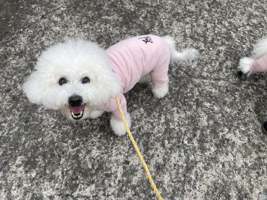 ビションフリーゼ　おもち  おもちふく 3月19日(木曜) IMG_2560-380x285