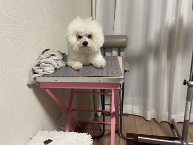 ビションフリーゼ　おもち  おもちふく 3月19日(木曜) IMG_2561-380x285