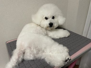 ビションフリーゼ　おもち  おもちふく 3月19日(木曜) IMG_2562-380x285