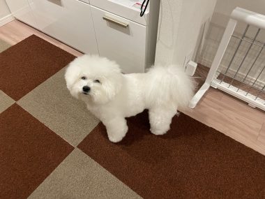 ビションフリーゼ　おもち  おもちふく 3月19日(木曜) IMG_2563-380x285