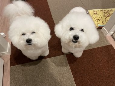 ビションフリーゼ　おもち  おもちふく 3月19日(木曜) IMG_2564-380x285