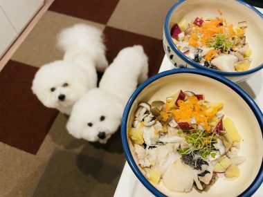 ビションフリーゼ　おもち  おもふく飯色々 IMG_2567-380x285