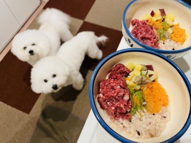 ビションフリーゼ　おもち  おもふく飯色々 IMG_2573-380x285