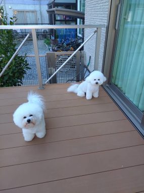 ビションフリーゼ　おもち  げんさんとミロ☆ IMG_2576-285x380