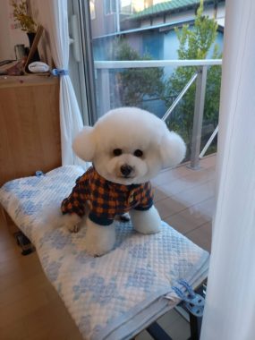 ビションフリーゼ　おもち  げんさんとミロ☆ IMG_2578-285x380