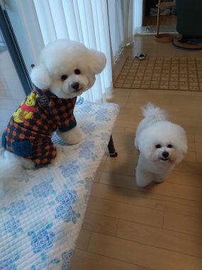 ビションフリーゼ　おもち  げんさんとミロ☆ IMG_2579-285x380