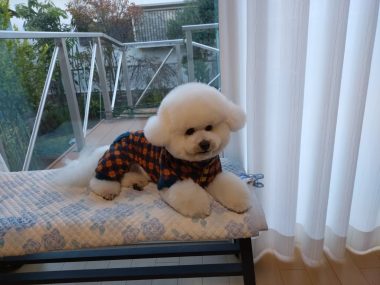 ビションフリーゼ　おもち  げんさんとミロ☆ IMG_2581-380x285