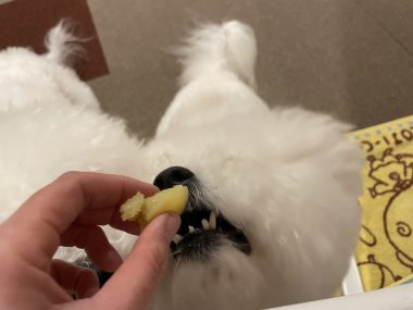 ビションフリーゼ　おもち  さつまいもと牛肉のなにか IMG_2594-380x285