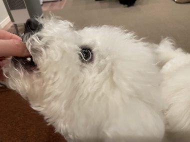 ビションフリーゼ　おもち  さつまいもと牛肉のなにか IMG_2595-380x285