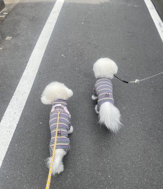 ビションフリーゼ　おもち  おもちふくおじさんぽ彡 IMG_2618-327x380