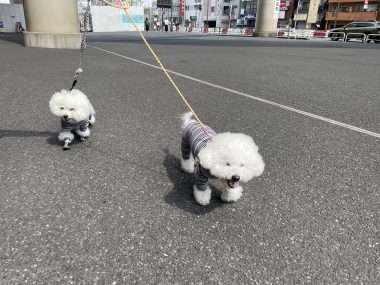 ビションフリーゼ　おもち  おもちふくおじさんぽ彡 IMG_2622-380x285