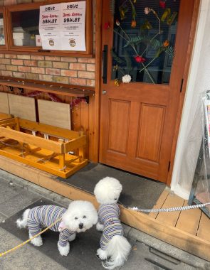 ビションフリーゼ　おもち  おもちふくおじさんぽ彡 IMG_2623-295x380