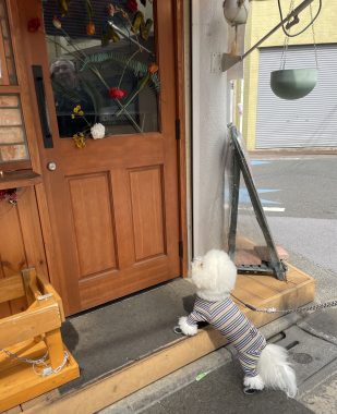 ビションフリーゼ　おもち  おもちふくおじさんぽ彡 IMG_2624-309x380