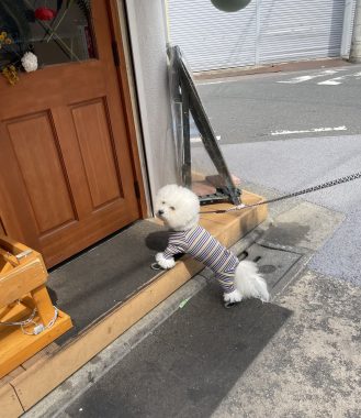 ビションフリーゼ　おもち  おもちふくおじさんぽ彡 IMG_2625-329x380