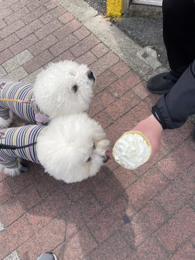 ビションフリーゼ　おもち  おもちふくおじさんぽ彡 IMG_2626-scaled-e1774189326541-285x380