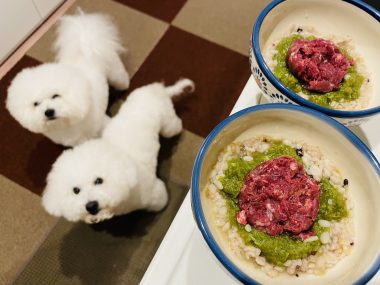 ビションフリーゼ　おもち  おもふく飯色々 IMG_2634-380x285