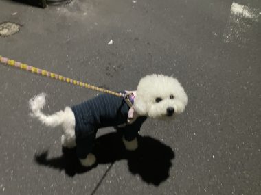 ビションフリーゼ おもち お花が咲いてきました IMG_2640-380x285 ビションフリーゼ おもち お花が咲いてきました IMG_2640-380x285