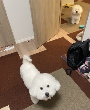 ビションフリーゼ おもち お花が咲いてきました IMG_2643-312x380 ビションフリーゼ おもち お花が咲いてきました IMG_2643-312x380