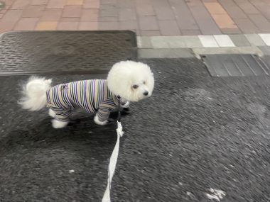 ビションフリーゼ おもち お花が咲いてきました IMG_2647-380x285 ビションフリーゼ おもち お花が咲いてきました IMG_2647-380x285