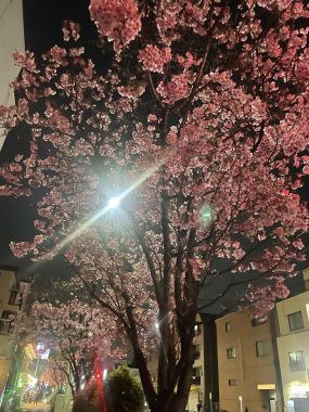 ビションフリーゼ おもち お花が咲いてきました IMG_2654-285x380 ビションフリーゼ おもち お花が咲いてきました IMG_2654-285x380