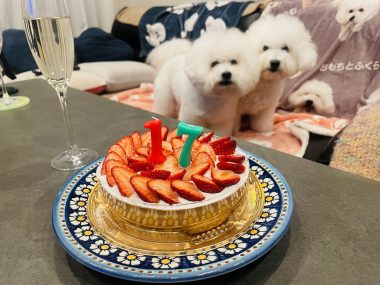 ビションフリーゼ おもち お花が咲いてきました IMG_2655-380x285 ビションフリーゼ おもち お花が咲いてきました IMG_2655-380x285