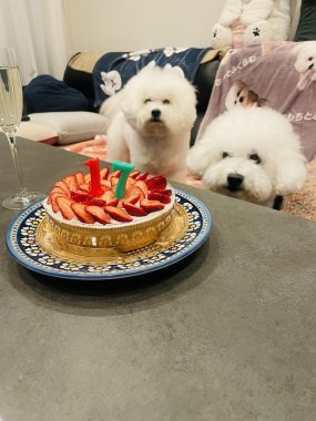 ビションフリーゼ おもち お花が咲いてきました IMG_2656-285x380 ビションフリーゼ おもち お花が咲いてきました IMG_2656-285x380