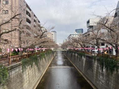 ビションフリーゼ おもち お花が咲いてきました IMG_2671-380x285 ビションフリーゼ おもち お花が咲いてきました IMG_2671-380x285