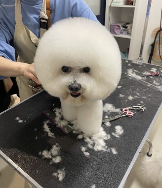 ビションフリーゼ おもち トリミング☆おやぶんお久しぶりです♡ IMG_2675-328x380 ビションフリーゼ おもち トリミング☆おやぶんお久しぶりです♡ IMG_2675-328x380