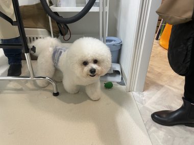 ビションフリーゼ おもち トリミング☆おやぶんお久しぶりです♡ IMG_2677-380x285 ビションフリーゼ おもち トリミング☆おやぶんお久しぶりです♡ IMG_2677-380x285